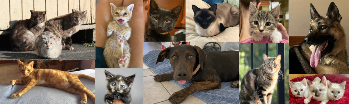 Second Chance Spay and Neuter